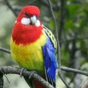 Meet your Posher, Rose